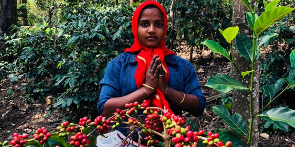 Coffee Cherry Picking - Sangameshwar Coffee Estates