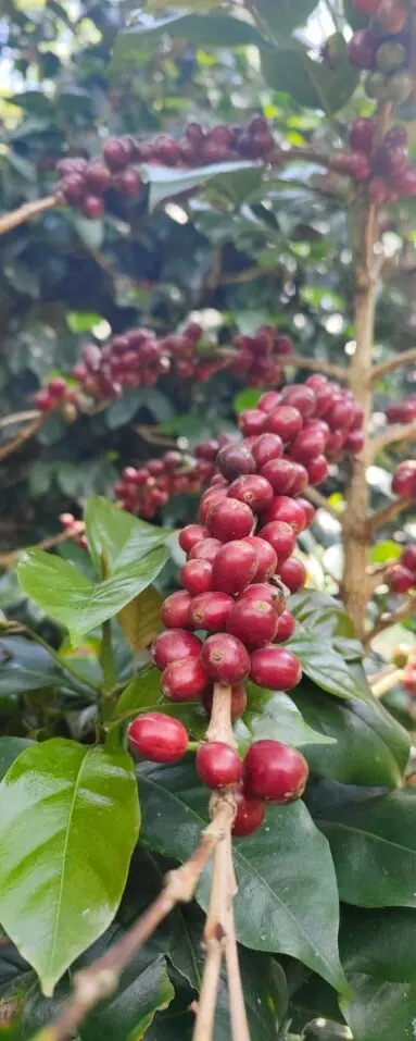 Veer Attikan - Exotic Coffee Beans - Coffee Plantation in India | Sangameshwar
