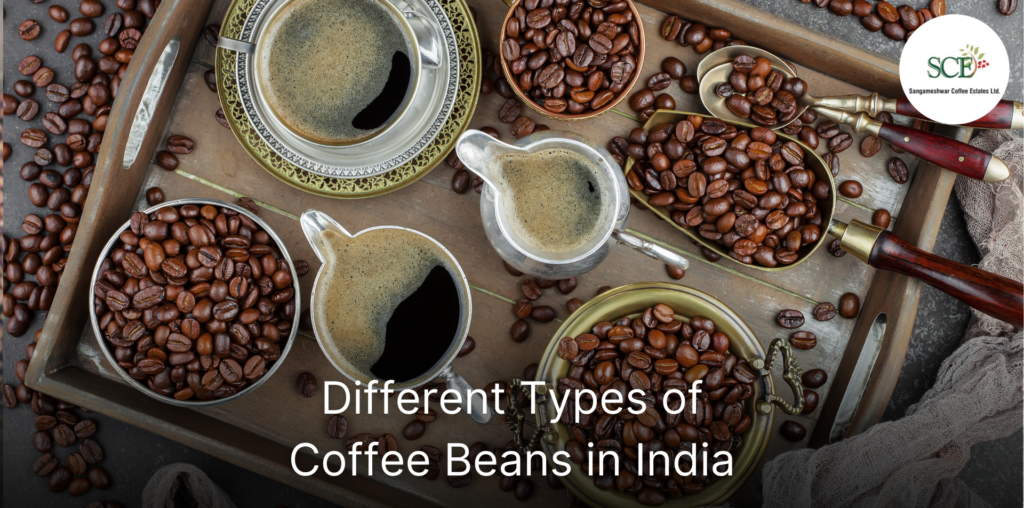 Different Types of Coffee Beans in India | Sangameshwar